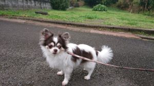 思ったより 2018/12/7