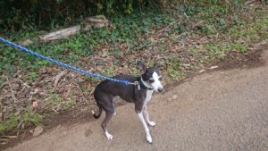 おひる！ 2018/12/11