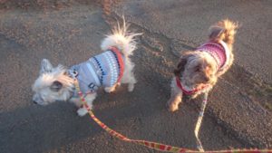 食べられる！！！ 2019/1/7