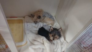 おひる！ 2019/1/9