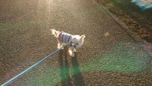 またーり 2019/1/9