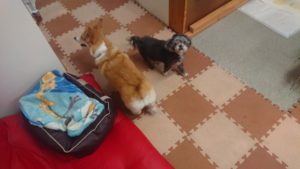 おひる～ 2019/1/12