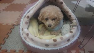 ごゆるりと 2019/1/13