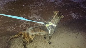 焦らず焦らず 2019/1/13