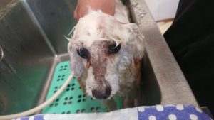 お昼の時間 2019/1/17