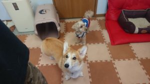 おひる～  2019/1/19