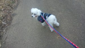 朝のお散歩 2019/1/22