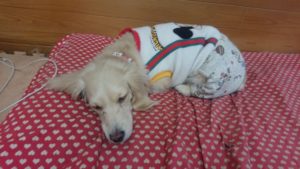 お昼寝中 2019/1/24