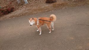 まさかの 2019/1/26