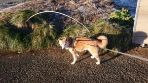 朝のお時間 2019/1/27