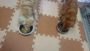 お昼の時間  2019/1/29