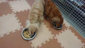 お昼ご飯時  2019/1/30