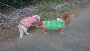 降ってきた！！ 2019/1/31