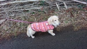 雪になるのかな？ 2019/1/31