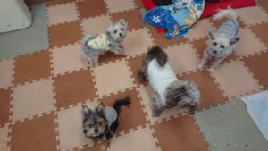 邪魔にならないようにね！ 2019/1/8