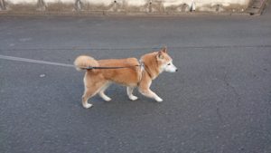 夜のお時間 2019/1/26