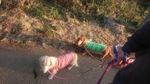 夜のお時間 2019/1/30