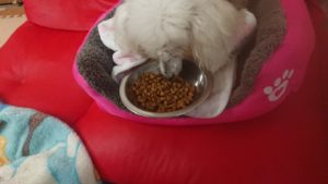 おひる！ 2019/1/15