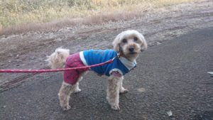 それぞれ 2019/1/16