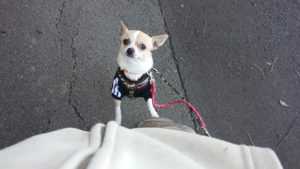 賑やかに 2019/1/24