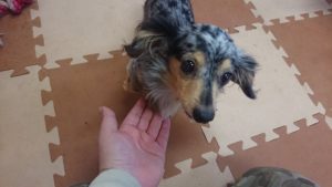 控えめな 2019/2/3