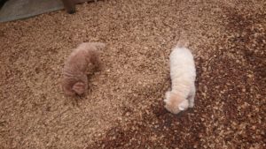 ちょっと  2019/2/5