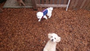 お昼の時間 2019/2/7