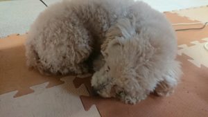 お昼のお時間 2019/2/9