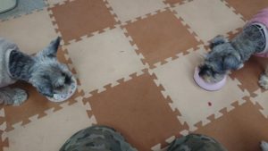 お昼のお時間 2019/2/17