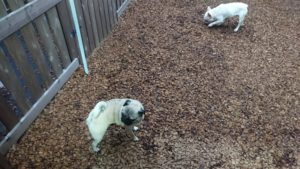 夜のお時間 2019/2/19