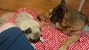 お昼のお時間 2019/2/20