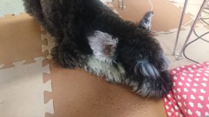 お昼のお時間 2019/2/24