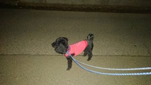 夜のお時間 2019/2/26