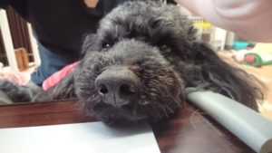 お昼のお時間 2019/2/27