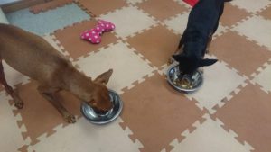 お昼のお時間 2019/3/13