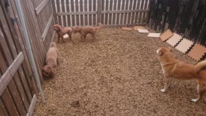 お昼のお時間 2019/3/28