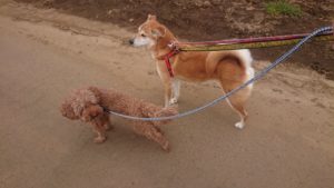 朝のお時間 2019/3/30