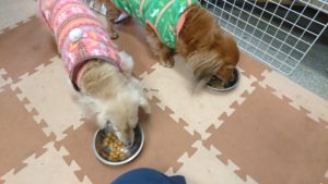 お昼のお時間 2019/3/30