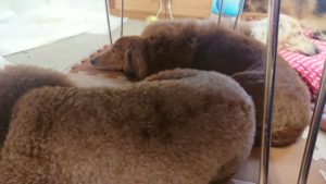 お昼のお時間 2019/3/31