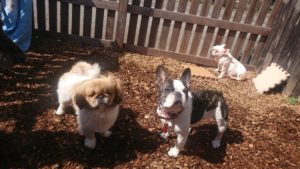 お昼のお時間 2019/3/9