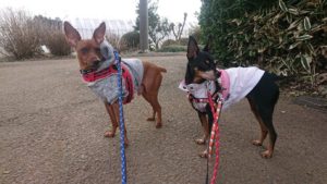 いいな♪ 2019/3/12