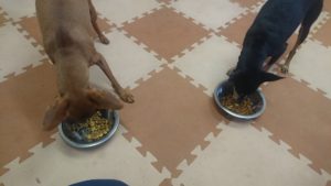 お昼のお時間 2019/3/12