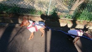 バタバタと 2019/3/14