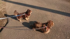 朝のお時間 2019/3/15