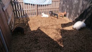 お昼のお時間 2019/3/15