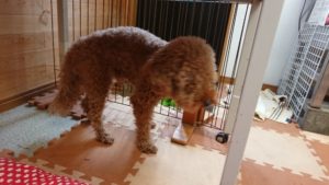 お昼のお時間 2019/3/16