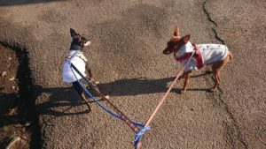 朝のお時間 2019/3/17