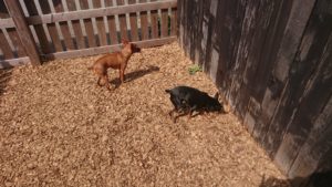 お昼のお時間 2019/3/17