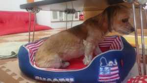 お昼のお時間 2019/3/20