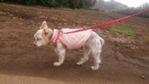 バタバタと 2019/3/22